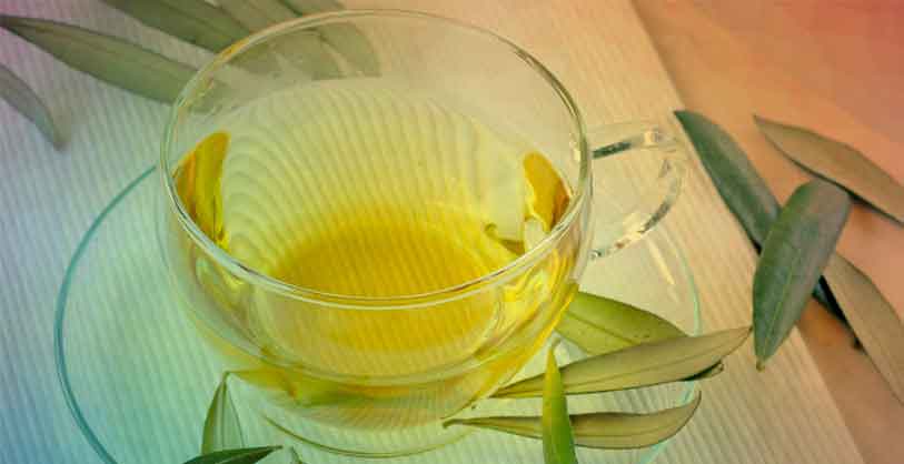 toksin-atıcı-zeytin-yaprağı-çayının-faydaları
