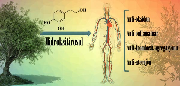 doğal-antioksidan-hidroksitirosol-ve-zeytin_yaprağı_çayının_faydaları